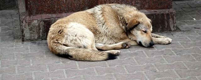 В Тамбовской области увеличат количество приютов для бездомных животных