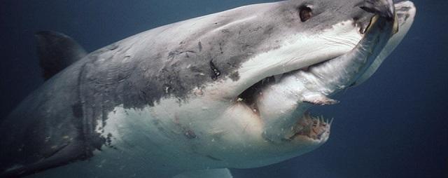 В Австралии 17-летний серфер погиб при нападении акулы