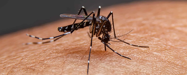 В Аргентине с начала года зафиксировали 40 тысяч случаев заражения лихорадкой денге