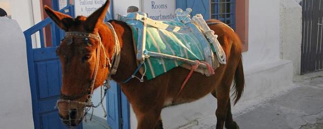 На Санторини ослы устали от тучных туристов