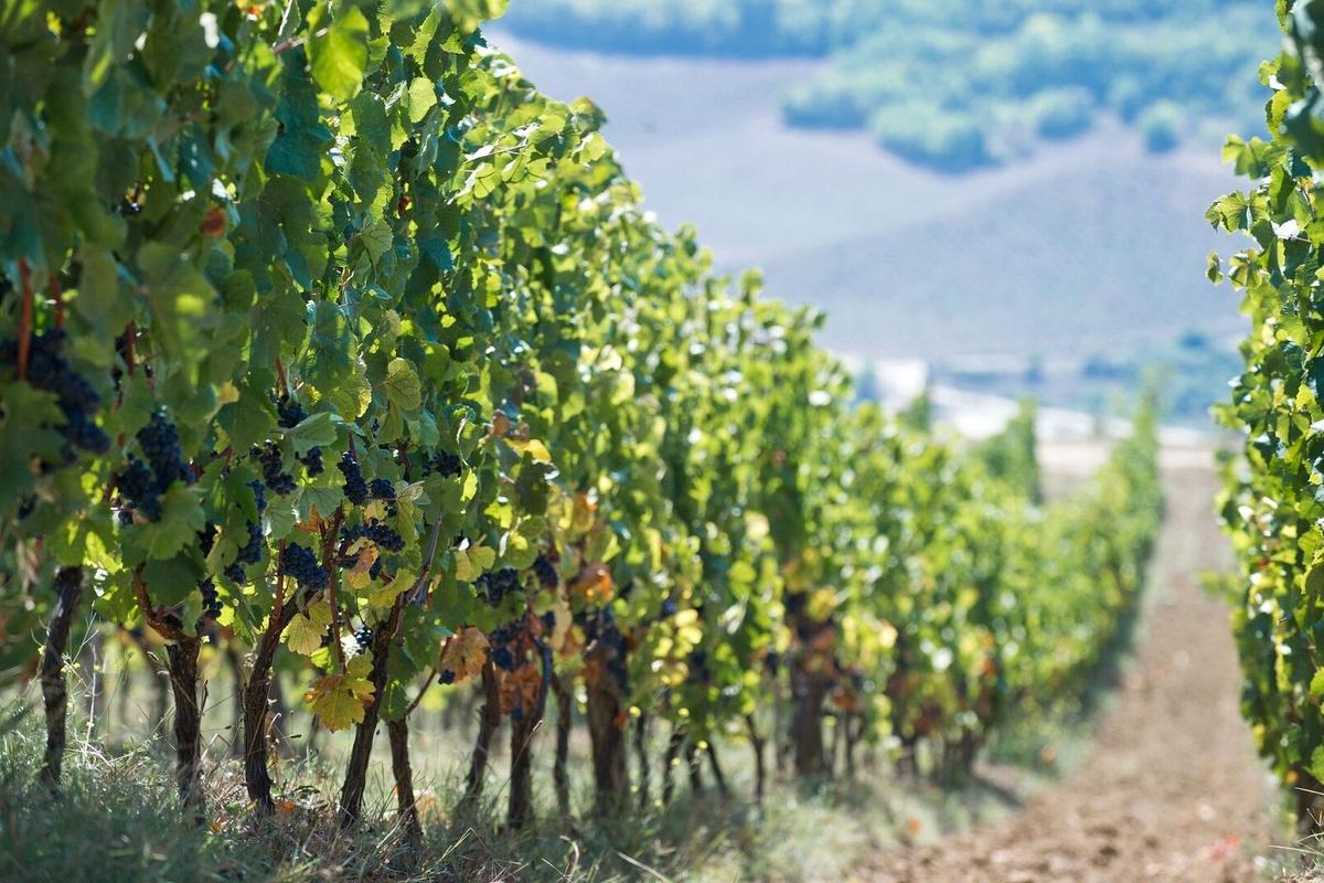 Урожайность виноградников Дагестана вернулась к рекордному уровню 1980-х годов