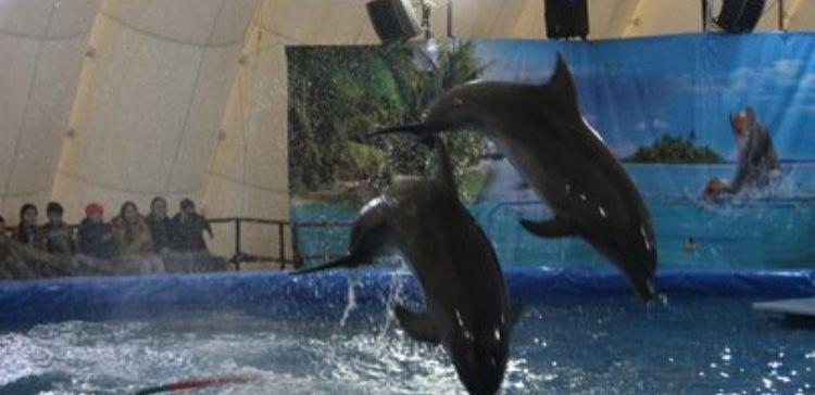 В Уфе по техническим причинам закроют дельфинарий