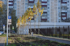 Глава Адыгеи Мурат Кумпилов предложил сделать личное участие граждан в озеленении республики доброй традицией