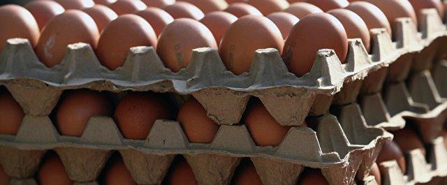 В Германию завезли более 28 млн зараженных инсектицидом куриных яиц