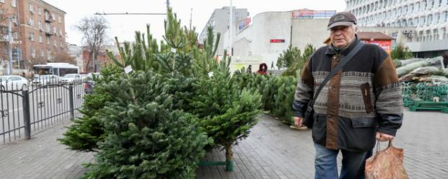 В Ростовской области сообщили о средней цене новогодней ели
