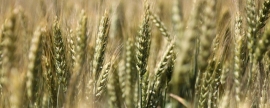 Краснодарский край побил рекорд по сбору озимых, убрав 12,4 миллиона тонн зерна