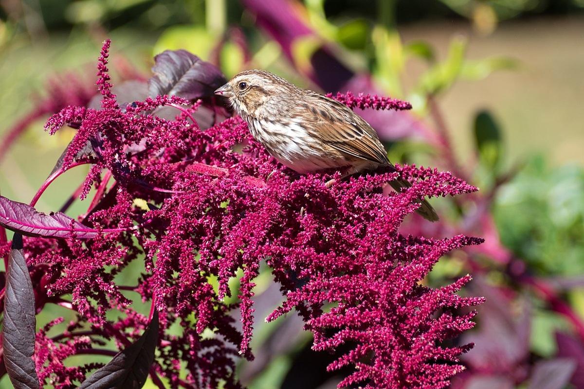Курские производители объединяются для выпуска полезной продукции из амаранта