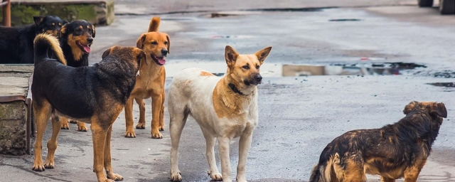 В Астрахани оштрафовали чиновника за ненадлежащий отлов собак