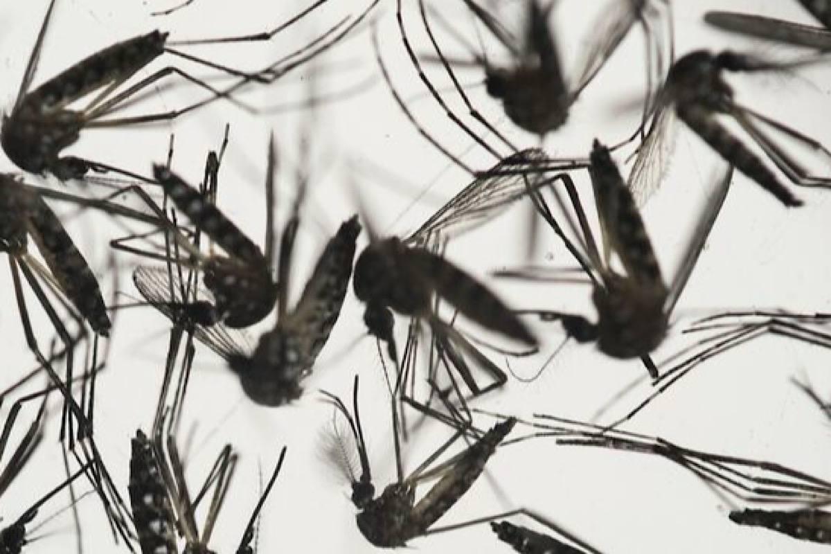 Натуральная защита от гнуса: рецепт новосибирского энтомолога