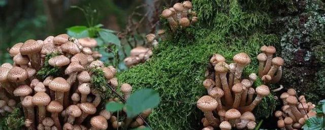 Стало известно, что делает один из крупнейших организмов в мире Armillaria живучим