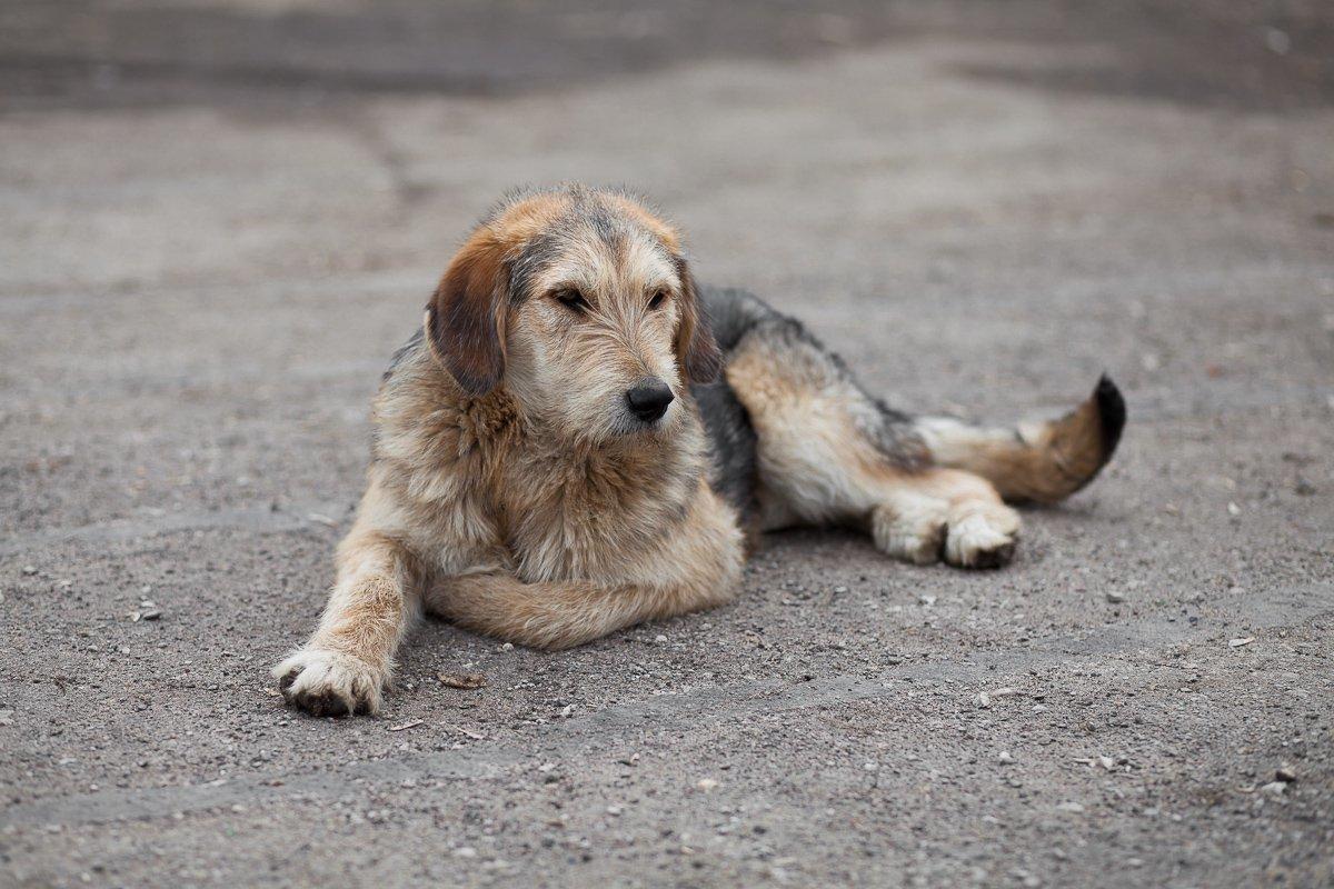 В Магаданской области хотят отменить закон об усыплении бездомных животных