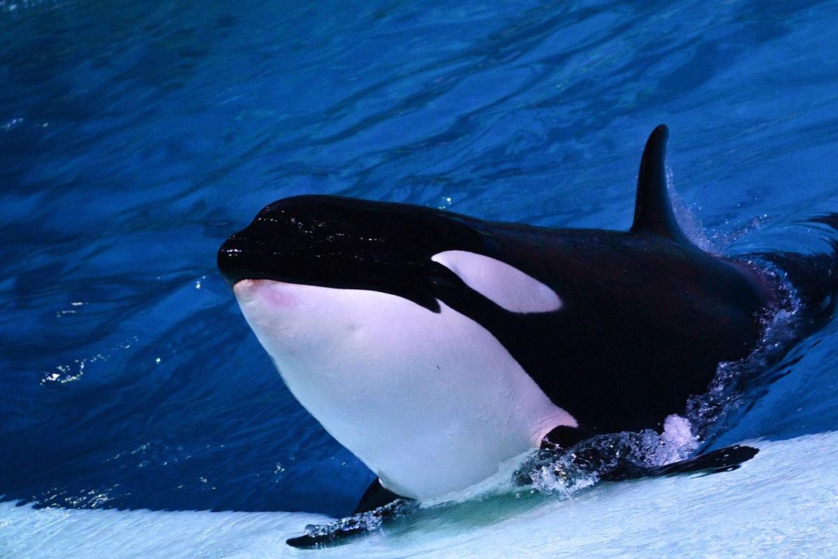 Биологи рассказали, почему косатки топят суда в Бискайском заливе