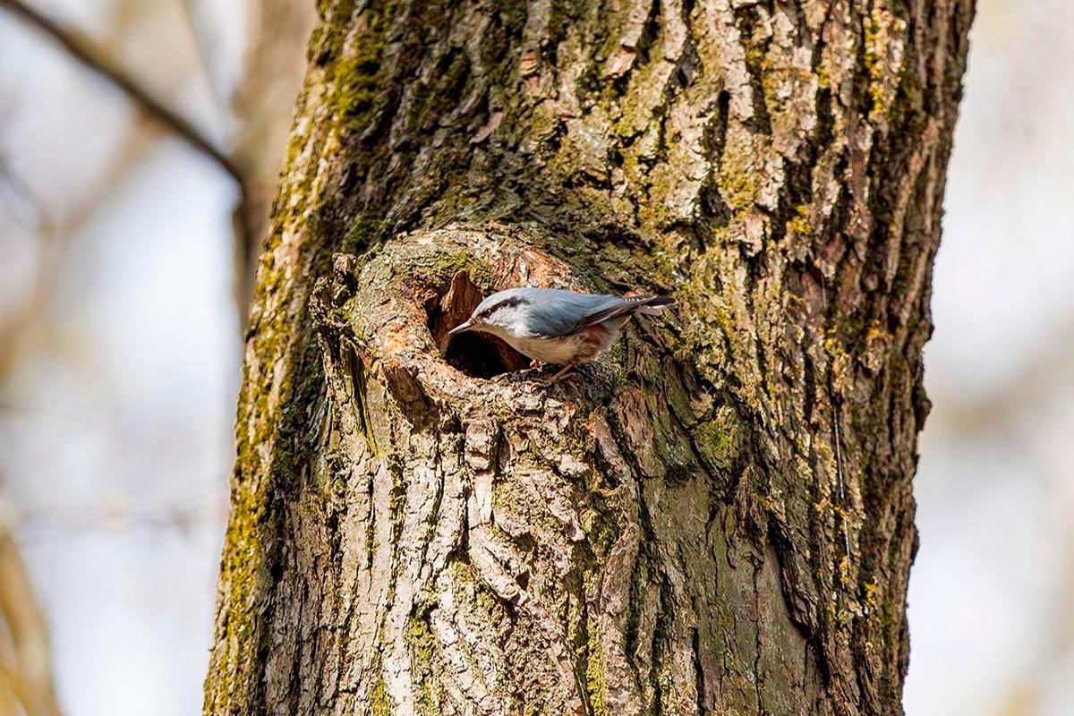 В Москве с 1 апреля действует режим тишины для защиты птиц