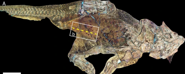 Палеонтологи КНР впервые обнаружили у пситтакозавра аналог пупка