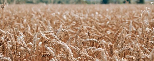 В Чувашии собрали 1 млн тонн урожая зерна