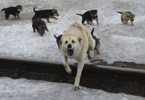 В Мичуринске до конца года отловят 400 бездомных собак