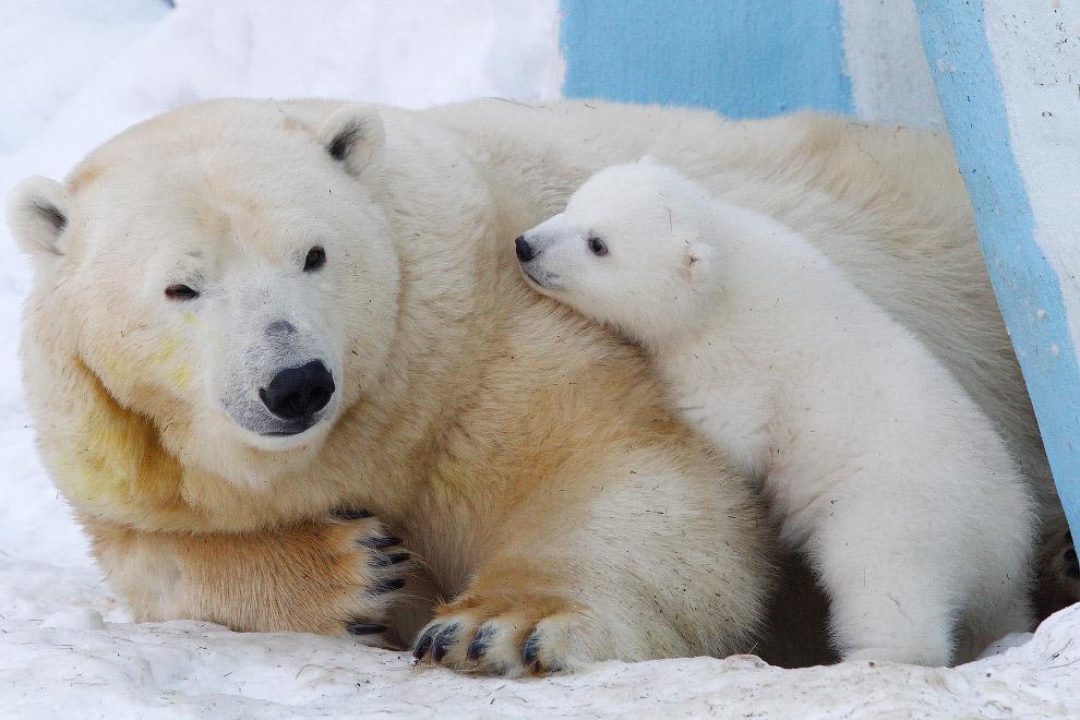 Медведей из Новосибирского зоопарка угостили ледяными тортами