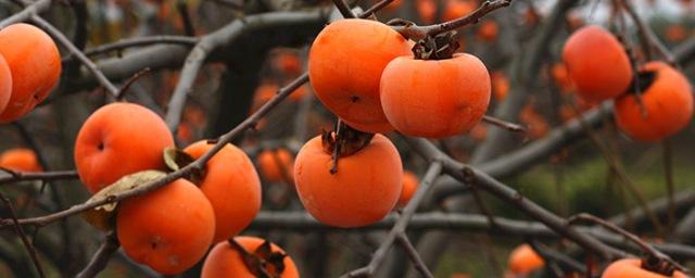 Scientists from Nara University: Tannin in Persimmon Effective Against COVID-19