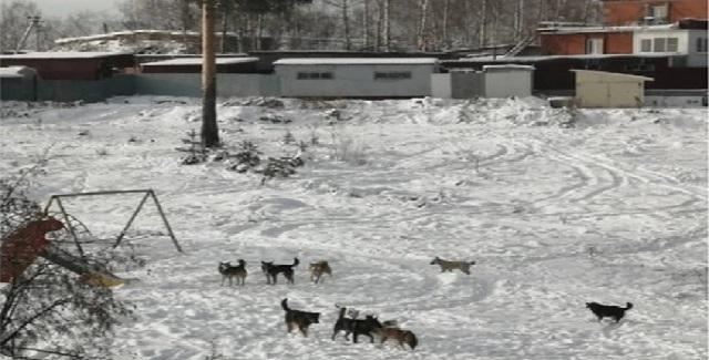 В Миассе стая бродячих собак нападает на людей возле детского сада