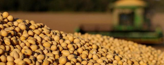 В 2021 году субсидирование производства масличных культур для экспорта увеличат в 2,5 раза