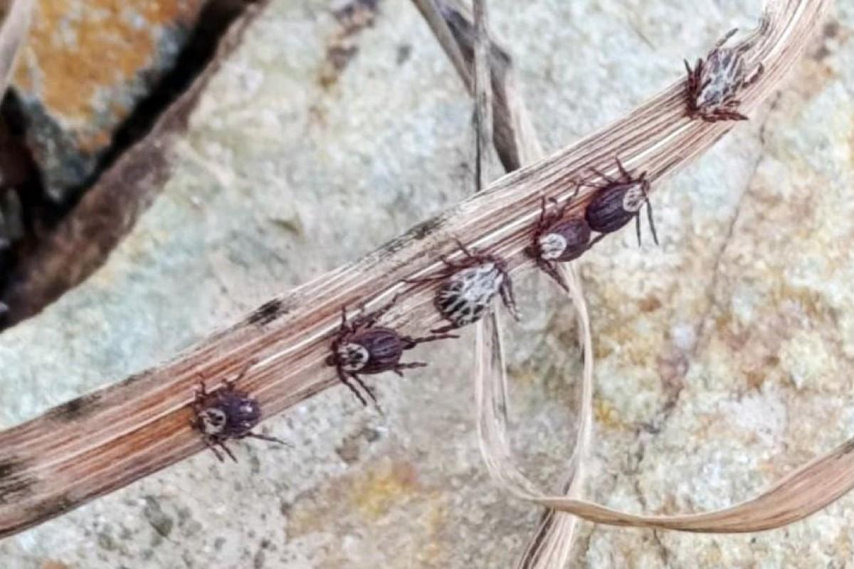 Клещи в Челябинской области могут быть переносчиками боррелиоза