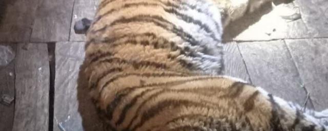 В Хабаровском крае застрелили напавшего на 19-летнего охотника амурского тигра