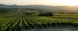 В России в 2022 году площадь виноградников превысит 100 тысяч га