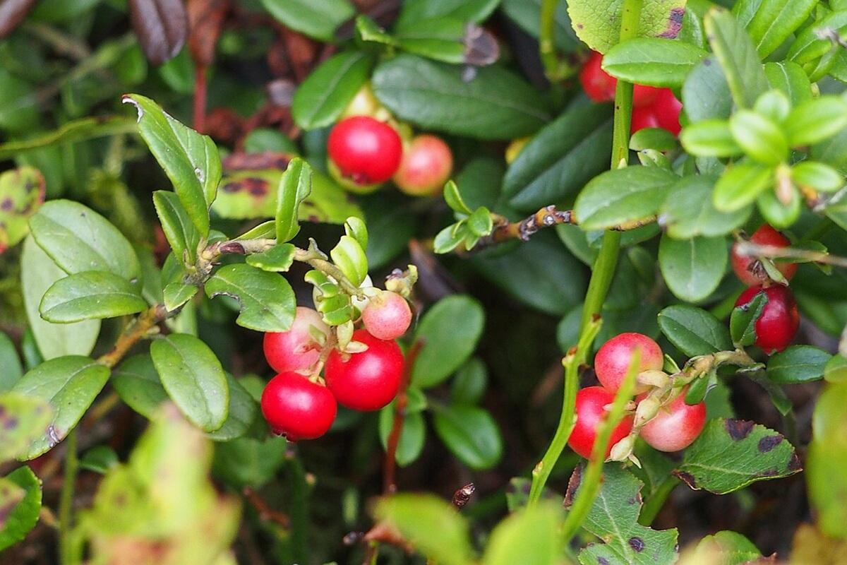 Новосибирцев предупредили об опасности незаконного сбора брусники и смородины