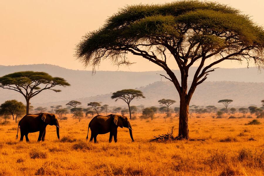 Протесты в Африке: сафари-лагерь Ritz-Carlton Masai Mara блокирует миграцию животных