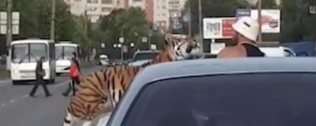 Тигр выскочил из машины на проезжую часть в Иванове