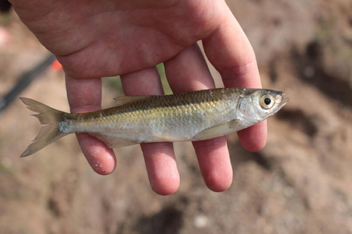 В бассейне реки Обь новосибирские ихтиологи насчитали 23 чужеродных вида рыб