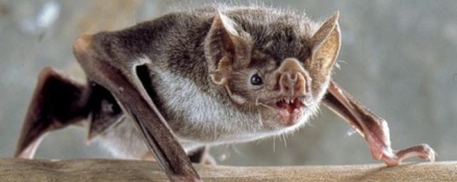 Ученые рассказали, зачем летучие мыши-вампиры заводят друзей