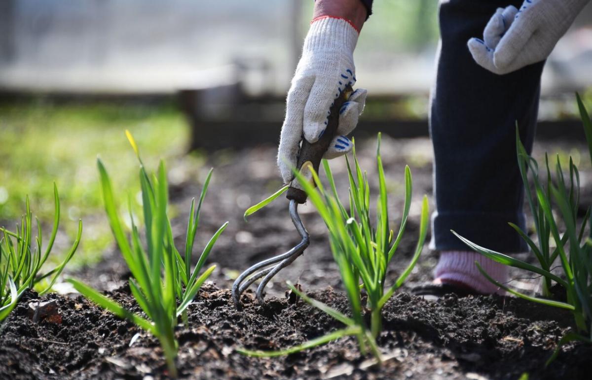 Агроном Воробьев: В летний период не рекомендуется использовать артезианскую воду для полива растений