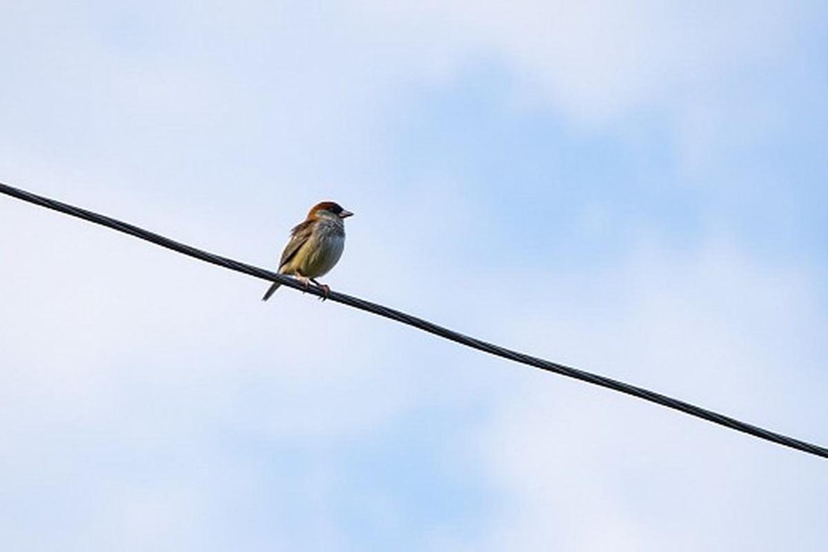 В Ивановской области краснокнижных птиц уберегут от удара током
