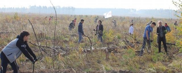 В Иркутском районе волонтеры высадили 40 тысяч саженцев сосны