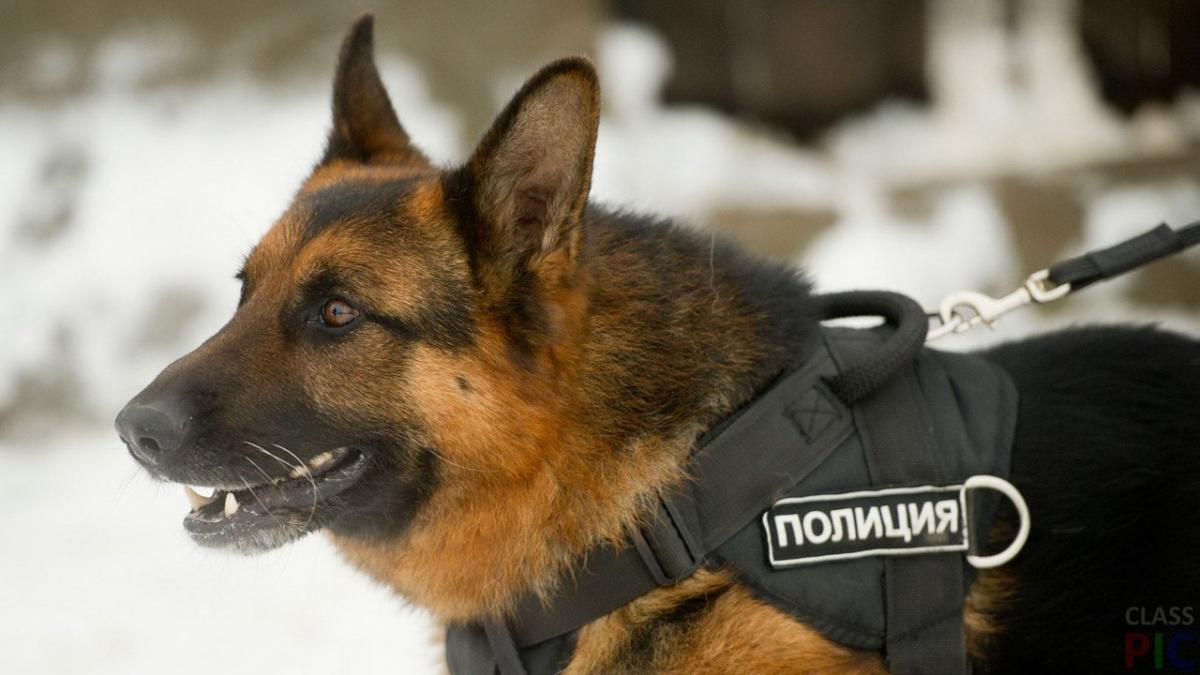На юге Москвы полицейская собака во время поиска бомбы укусила годовалого ребенка