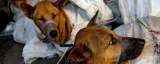В Китае исключили собак из списка животных для употребления в пищу