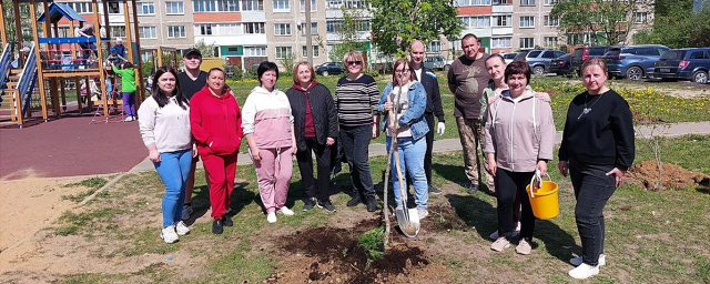 В г.о. Щелково в рамках акции «Лес Победы» деревьями засадили почти гектар