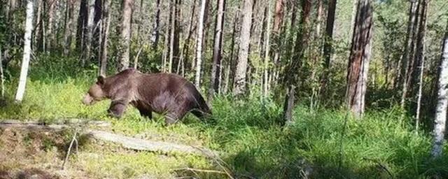 В Красноярском крае в природном парке медведь напал на группу туристов