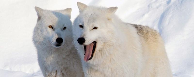 Из Чехии в Новосибирский зоопарк привезли трех полярных волков
