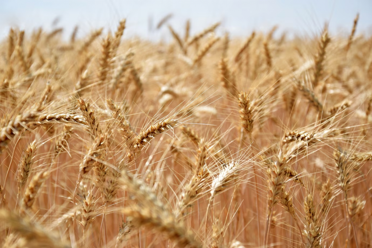 Власти российского региона прогнозируют потерю трети урожая из-за засухи