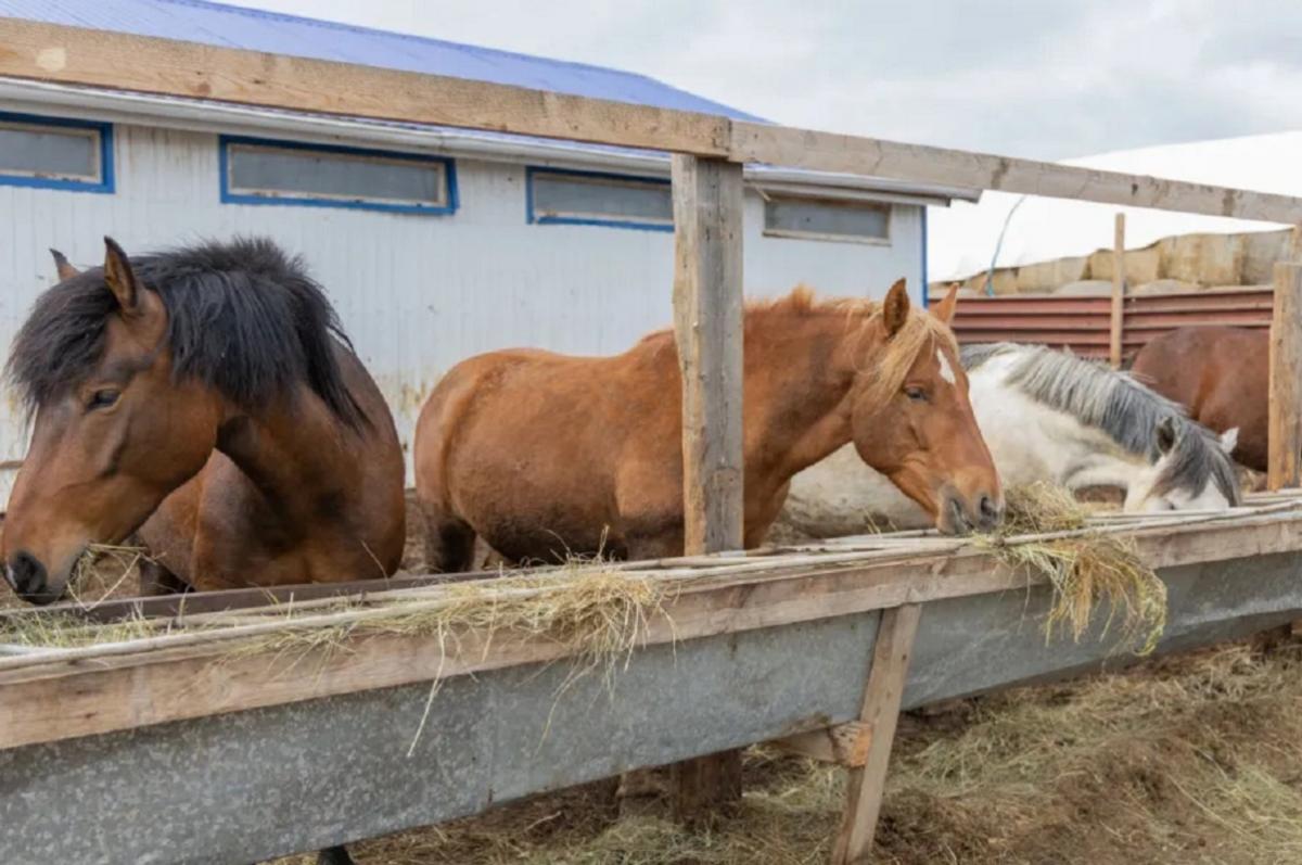 Для ямальских лошадей построят новые конюшни