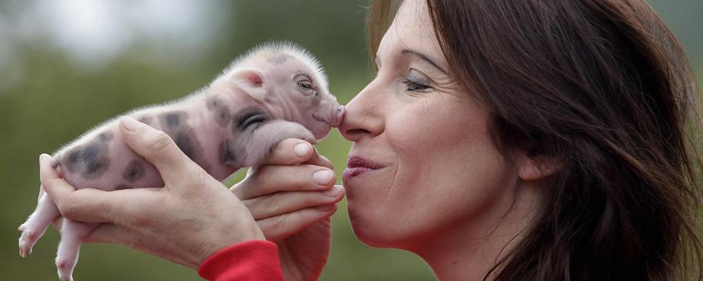 В будущем сердца свиней могут начать трансплантировать людям