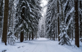 В Якутии временно ограничат доступ жителей в леса