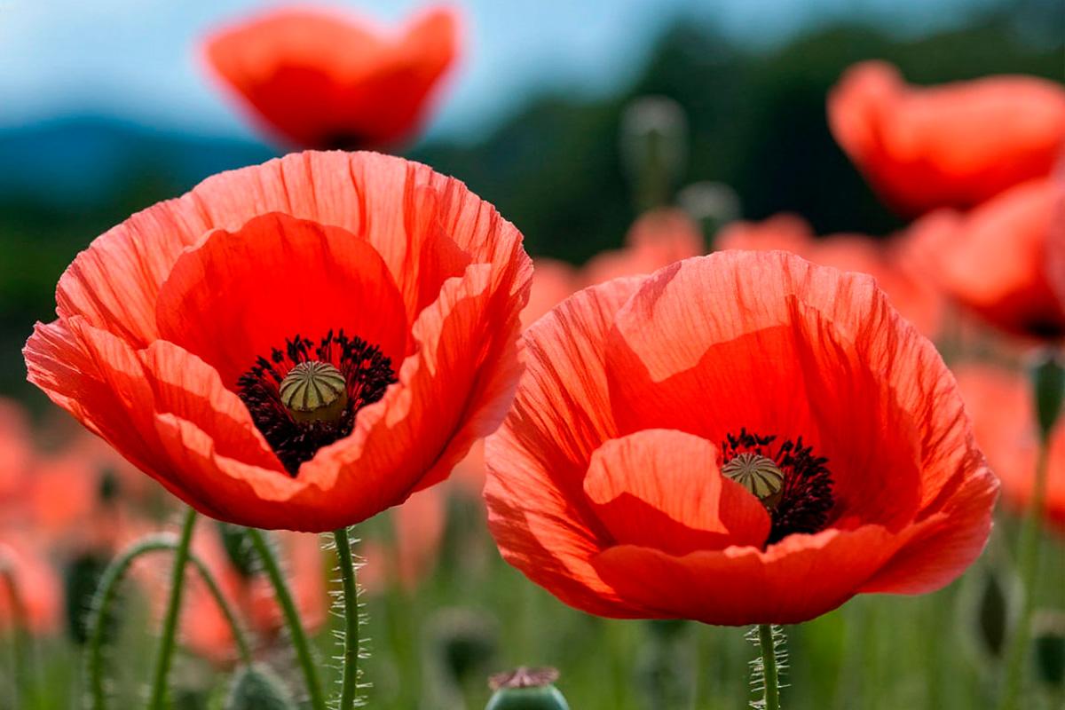 Стало известно, за выращивание каких растений в огороде может грозить срок