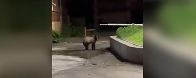 В центре Томска в ночь на 29 июня ликвидировали опасного медведя — Видео