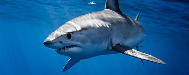 У берегов Приморья заметили крайне опасную для человека акулу