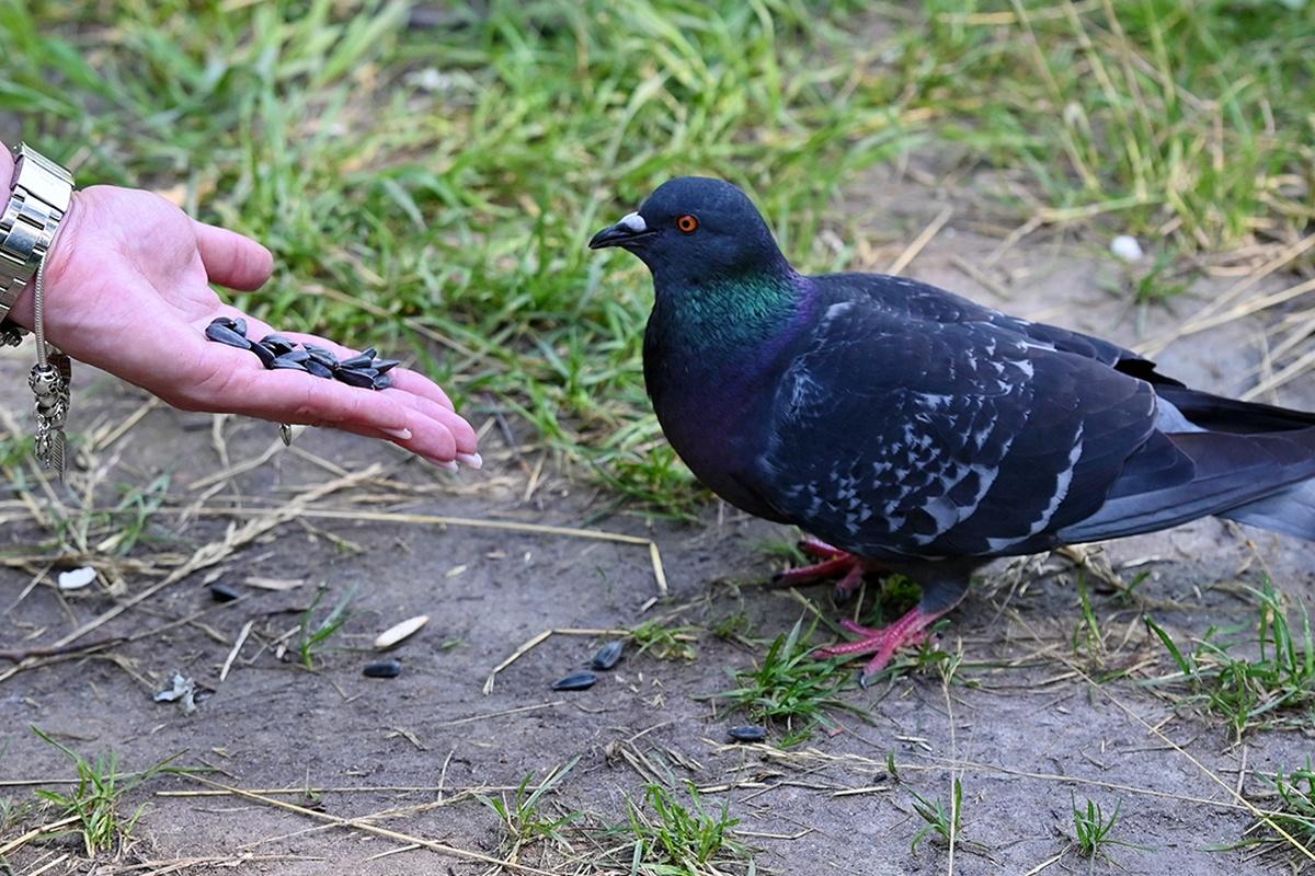 Россиянам напомнили, что кормить голубей под окнами жилых домов запрещено