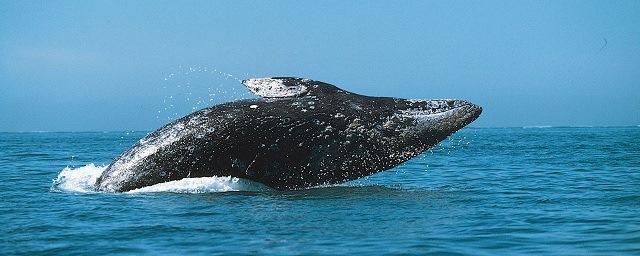 В устье реки на острове Большой Шантар застрял 13-метровый кит