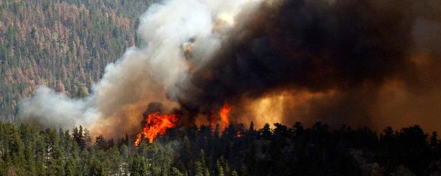 Около 14 тысяч животных пострадали во время лесных пожаров в Сибири